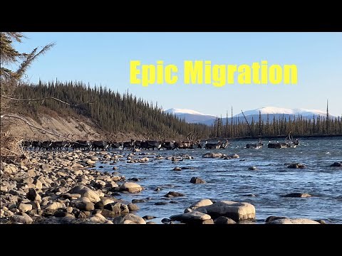 Up Close with Caribou: Stunning Migration Journey | Must-See Wildlife Footage
