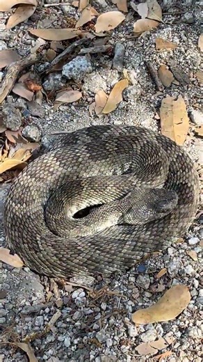 Basking in Stillness | Northern Pacific Rattlesnake