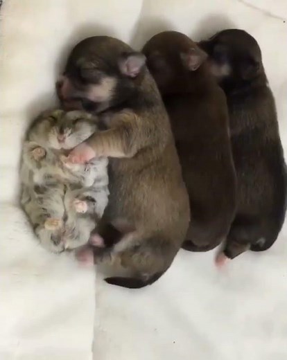 Cute Puppy Sleep Funny Reaction