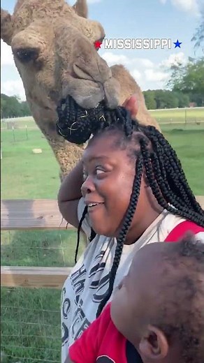 Mississippi: great BBQ, bad barbers 🐫💈💇‍♀️