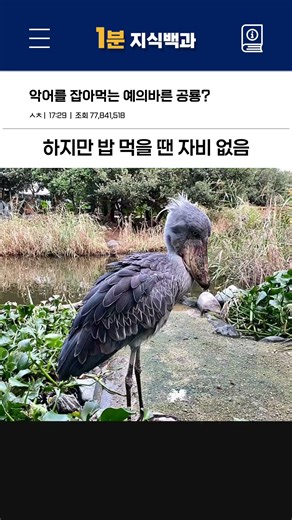 악어를 잡아먹는 예의 바른 공룡 - 슈빌(넓적부리황새)