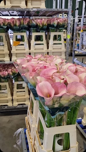 49K views · 185 reactions | Calla season at @kallaland_bv  Do you like calla lilies in bouquet? #calla #callalily #captaincalla #callalilies #callas #callalillies #callalilly #callaflower #captaincalla #cutflower #cutflowers #kalla #kallaland #callaseason | DUTCH-BULBS.COM | Facebook