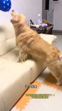 Frequently recording the little dog is just for this moment. You are happy and energetic.