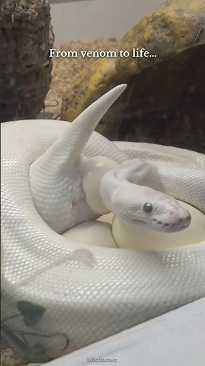 The White Ball Python 🤍 | Rare moment 🥚| #ballpython #layingegg #viral