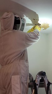 Hornet INFESTATION in house ceiling! #fypシ #foryou #viralreelsfb #hornetking | Hornet King