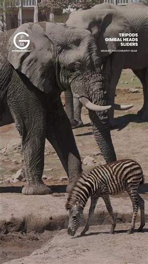 Gentle Giants 📸