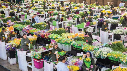 Petals and a Purpose: How Falcon Farms Brings Blooms to Walmart – And a Boon to Local Communities