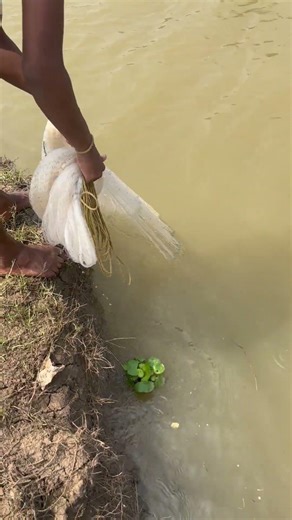 Catching some shrimp