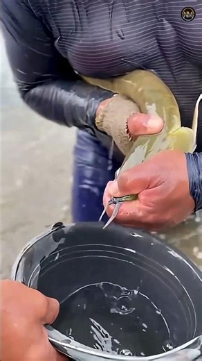 The Secret Behind Mouthbrooder Fish Keeping Their Babies Safe 😯 #facts #shorts