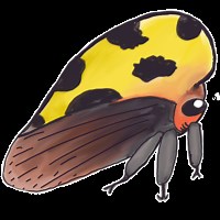 Why are burying beetles covered in mites?