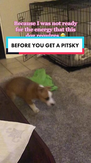 High Energy Dog: The Pitsky Mix | Funny and Energetic Pup