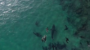 Giant seal pod goes on offense against hungry great white shark