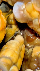 2.6M views · 44K reactions | Super creepy and fascinating agatized coral geode we found and finally were able to cut open thanks to Dig Dive Discover and his huge saw! We still have many more left to cut .#SHRKco #LinkInBio #ethical #coral #geode #coralreef #ancient #fossil #fossilized #fossils #rarefind #underground #prehistoric #geology #geodes #crystal #agate #crystals #rocks | SHRKco | Facebook