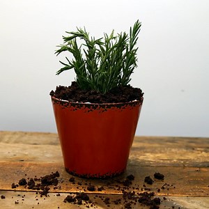 821K views · 5.8K reactions | Chocolate Dirt Bucket Cake Full video: https://taste.md/2gH3pkp More on the Tastemade app: https://taste.md/2gH3pkp | Tastemade | Facebook