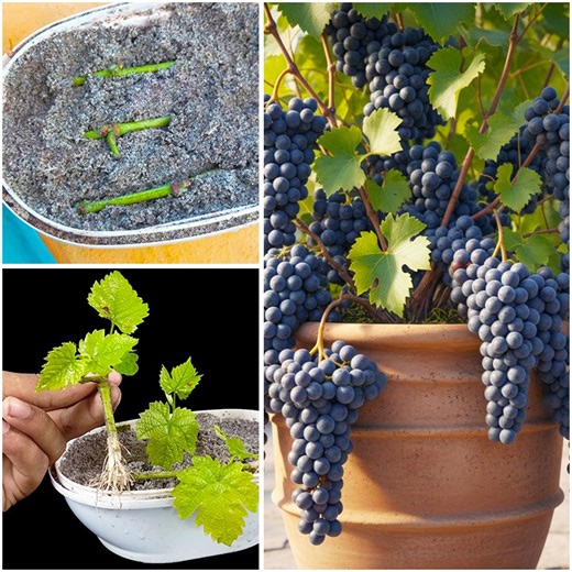 Best & easy way to grow grape plant at home from stem || Make your garden healthy, juicy & tangy | DIY IndoorGarden