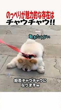 This dog looks like a lion but moves in slow motion lol