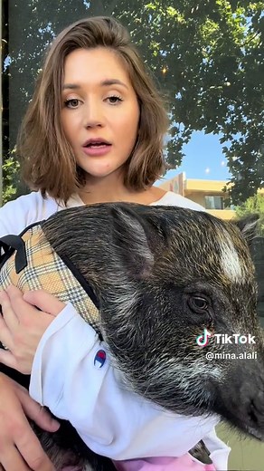 Pig Throws Dramatic Tantrum in Downtown - Hilarious Piggy Meltdown!