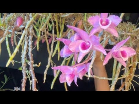 Lan rừng ngày 3/4 gọi 0367458555