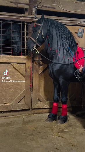 Beautiful Friesian Horse Dancing Compilation