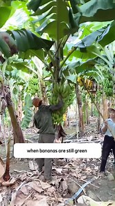 Protect your family’s health by planting a Dwarf Cavendish Banana Plant Live Tree today | SRK