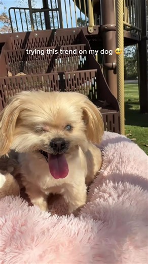 Meet Izzy! 💕 She is Karly's rescue dog and a professional cutie. 🐶 📲 Follow us to see more of Izzy this month! - - Houston pet boarding near me