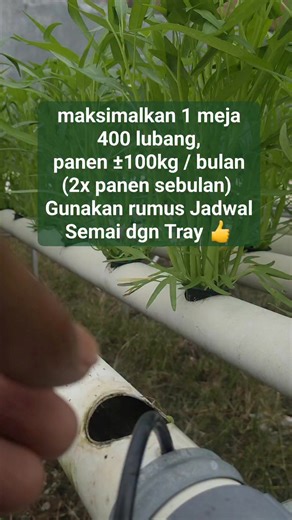 AA818 HYDROPONIC OFFICIAL on Instagram: "“Satu meja. Bukan main-main.” Maksimalkan 1 meja = 400 lubang tanam. Bukan asal tanam, tapi pakai rumus jadwal semai dengan tray 👍 Hasilnya? ➡️ Panen 2x sebulan ➡️ ±100 kg per bulan dari satu meja Kuncinya bukan luas lahan. Kuncinya ritme tanam yang rapi. Saat semai terjadwal, panen jadi kontinu, padat, dan terukur. Ini bukan teori. Ini sistem kerja kebun yang bikin skala kecil tetap produktif dan konsisten dr pengalaman kebun kami. Pingin tau model jadw