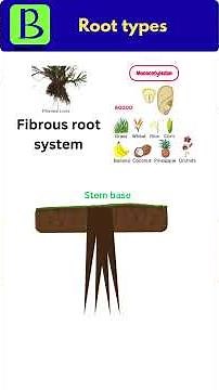 Roots - Morphology of flowering plants, Tap root , Fibrous root and adventitious root #rootsystem