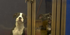 Jackson County Animal Shelter offering free dog adoptions
