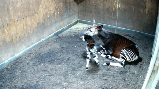 Caught on camera: one of the world's most mysterious creatures takes his first wobbly steps into the world! #animals | The News-Press (Fort Myers and Cape Coral)