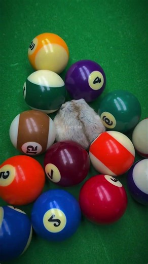 The Laziest Mouse Ever… Sleeping Everywhere 😂🐭