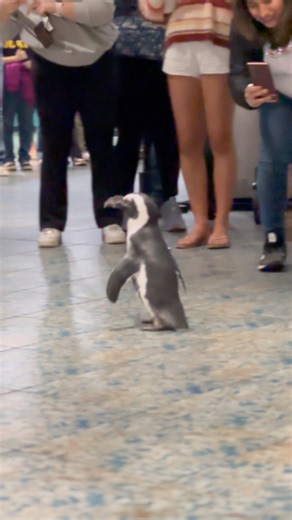 4K views · 81 reactions | Where are the penguins? While the outdoor African penguin habitat is closed for construction, you can still see your favorite flightless birds! African penguins will make surprise appearances along our guest pathway at least twice a day. | The Florida Aquarium | Facebook