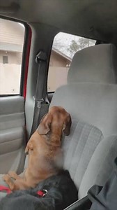 My dog got off his leash and ran in the middle of the road. This is how he reacted to me scolding him. 😂 | VT
