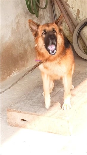 angry german shepherd dog barking video dog bark sound #germanshepherd #viral #dogvideos #shorts