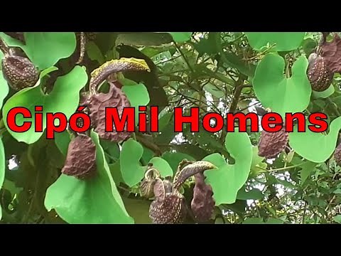Learn about the milome vine, a medicinal plant (Cipó Mil Homens).