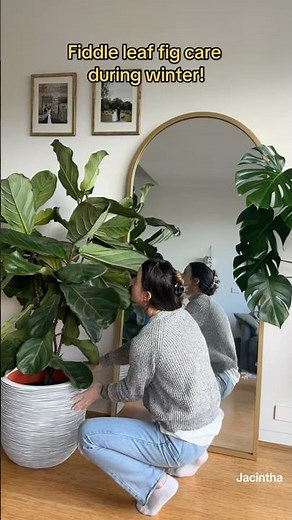 Fiddle Leaf Fig Winter Care Tips | Pass That Plant | Australia