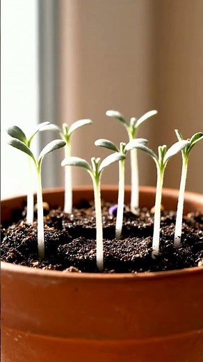 Growing Lavender From Seed Time Lapse – 110 Days
