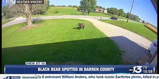Black bear spotted in Barren County