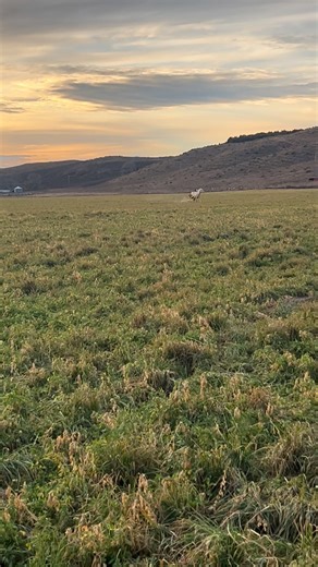Thirteen Below and Hello Darllin enjoying the wide open country this afternoon. #aintseenrichyet | Money Maker Performance Horses