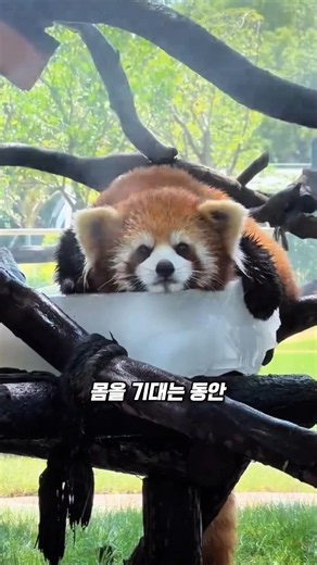 The Surprising Reason Zoos Give Animals Ice
