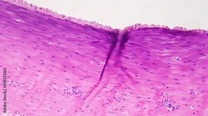 Whole mount of smooth muscle magnified by laboratory microscope in 200 times and filmed on bright field. The internal structure of the human muscular system in macro. Learning anatomy at college