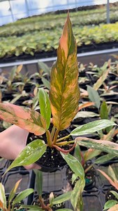 5 unique houseplants to have in your home 🏠 Can you name them all? 🌿👀 | BWH Plant Co