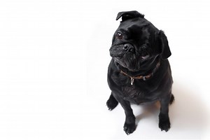 Black Pugs: Is The Less Popular Black That Much Different To The Fawn?
