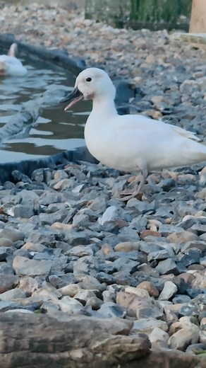 Concerto du soir ! 🎶 #elevage #élevage #breeding #breedingseason #oiseaux #birds #canard #canards #duck #patos #ducks #sauvagine #ornement #ducksofinstagram #nature #naturelovers #animalsaddict #waterfowl #autumn #fall #waterfowling #waterfowler #ducklings #ducklife #ornemental #etang #bassin #romwaterfowl #reproduction | Chez Rom Waterfowl