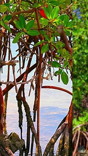 Did you know about the Asian red mangrove?🌳🥰 #plants #funfacts #curiosities #didyouknow #youtubes...