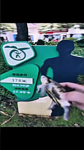 Turtles: The Original Meme