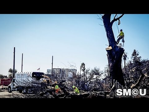 𝗘𝗣𝗔 𝗦𝘂𝗽𝗲𝗿𝘃𝗶𝘀𝗲𝘀 𝗧𝗿𝗲𝗲 𝗥𝗲𝗺𝗼𝘃𝗮𝗹 𝗘𝗳𝗳𝗼𝗿𝘁𝘀 𝗶𝗻 𝗠𝗮𝗹𝗶𝗯𝘂 𝗔𝗳𝘁𝗲𝗿 𝗣𝗮𝗹𝗶𝘀𝗮𝗱𝗲𝘀 𝗙𝗶𝗿𝗲