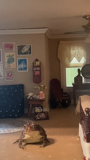 19K views · 1.2K reactions | Cleaning day!  藍 . . . . . #frogstagram #minifrog #froggy #frog #frogs #petsofinstagram #FROGSQUAD #petstagram #miniaturefood #froglover #froglove #frogcore #frogfriend #froggo #miniatures #toad #miniaturepainting #frogsofinstagram #pets #miniature #laundry #cleaningday #Roomba #Vacuuming #vacuumcleaner | Toby Toad | Facebook