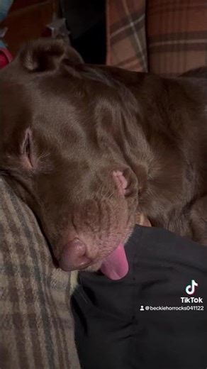 #Look #how #cute #a #baby #girl #minnie #is #sleeping #with #her #tongue #out video