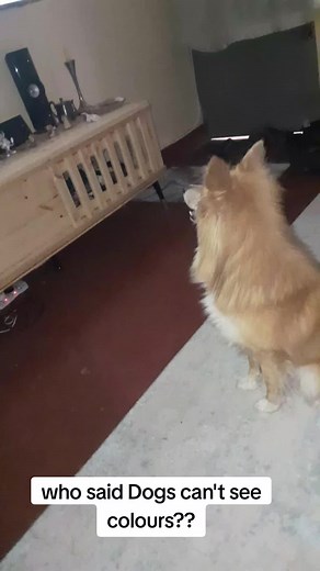 I was watching a YouTube video to get some tips and then this happened 😂😂 #dogsoftiktok #dogtok #dogmoments #trendingvideo