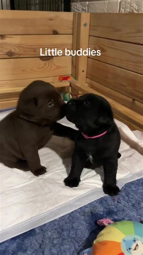 Our sweet Labrador Retriever puppies are being raised with love in a clean, caring environment. They are playful, affectionate, and well-socialized—perfect for families or individuals looking for a loyal companion. ✨ Details • Vet checked & up to date on age-appropriate vaccines • Eating solid food • Friendly, calm, and healthy#labrador #labradorpuppylove #petsoftiktok #petlover #labradorretriever